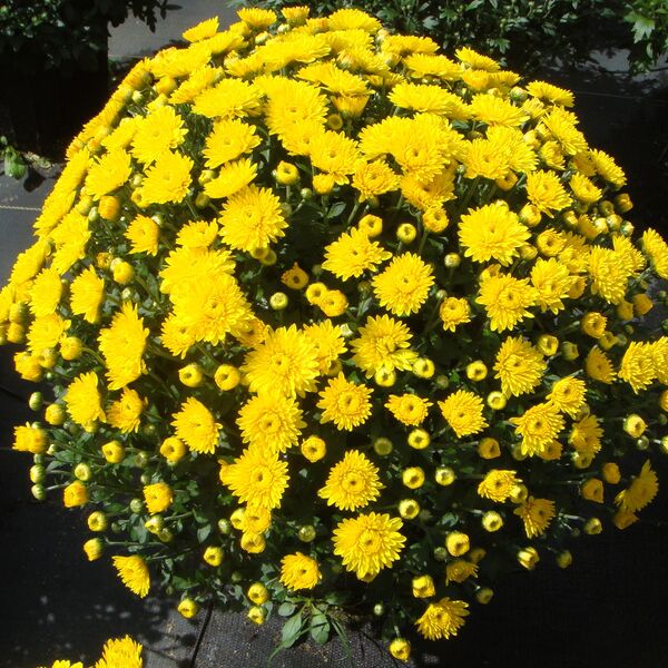 Katelli Yellow - Yellow Cushion: 10 inch pot