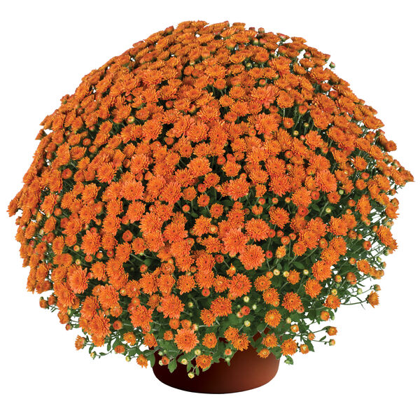 Keely Orange - Orange Cushion: 10 inch pot