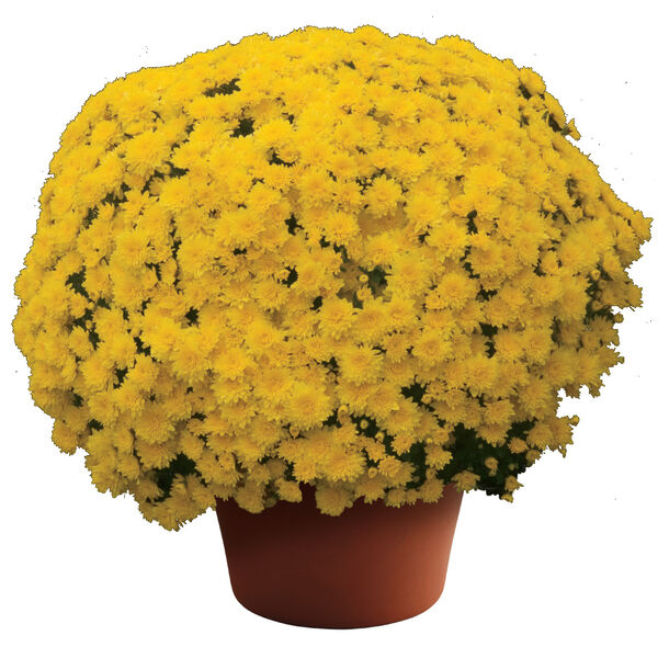 Mary Yellow - Yellow Cushion: 10 inch pot