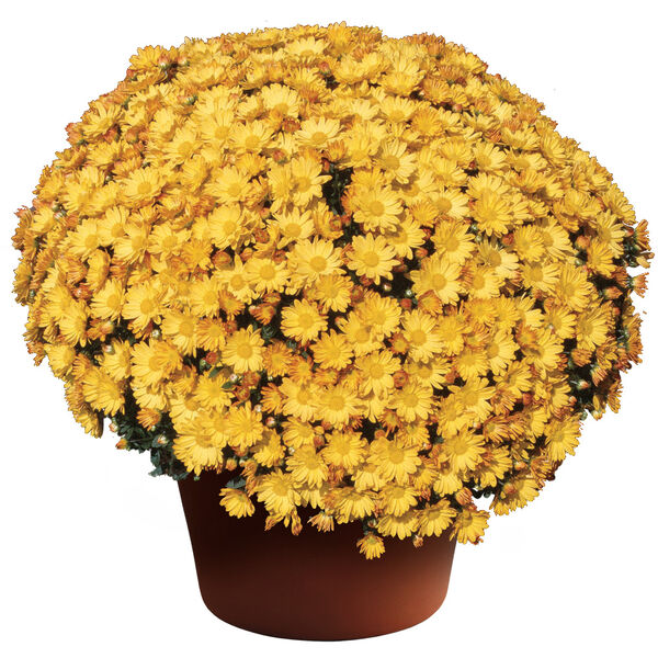Michelle Gold - Yellow Daisy: 10 inch pot