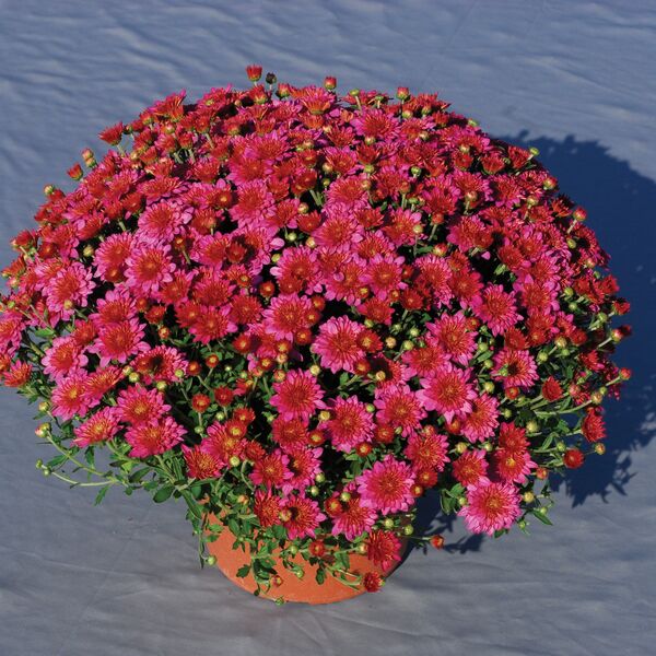 Pink Frenzy - Pink Cushion: 10 inch pot