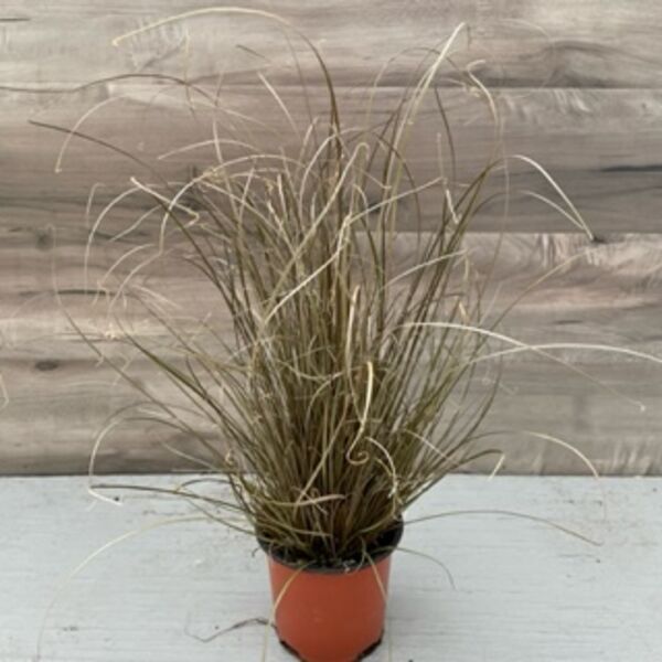 Red Rooster Grass: 4 inch (Terra Cotta)