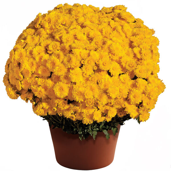Sparkling Cheryl Yellow - Yellow Cushion: 10 inch pot