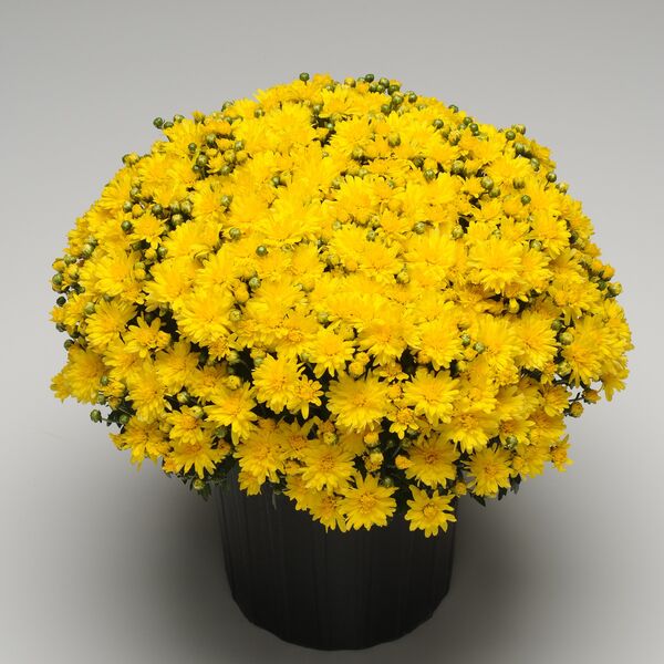 Stellar Yellow - Yellow Cushion: 10 inch pot