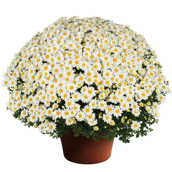Vanna Snow - White Daisy: 10 inch pot