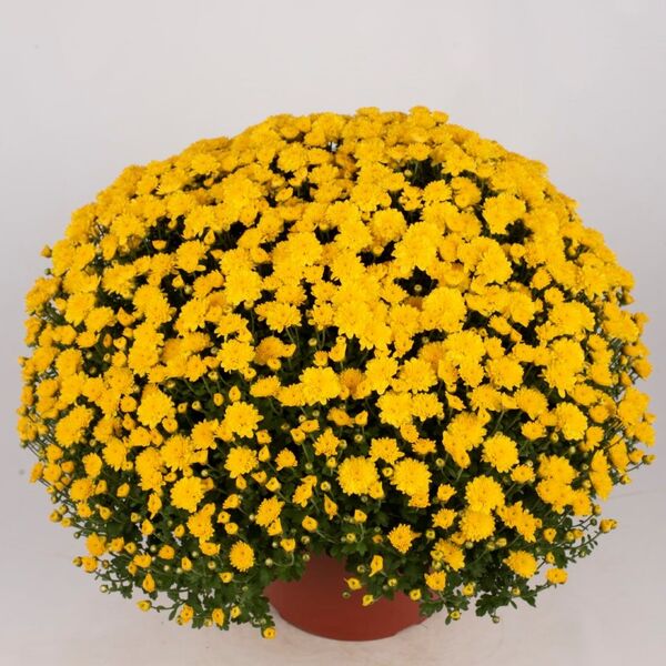 Yvette Yellow - Yellow Cushion: 10 inch pot