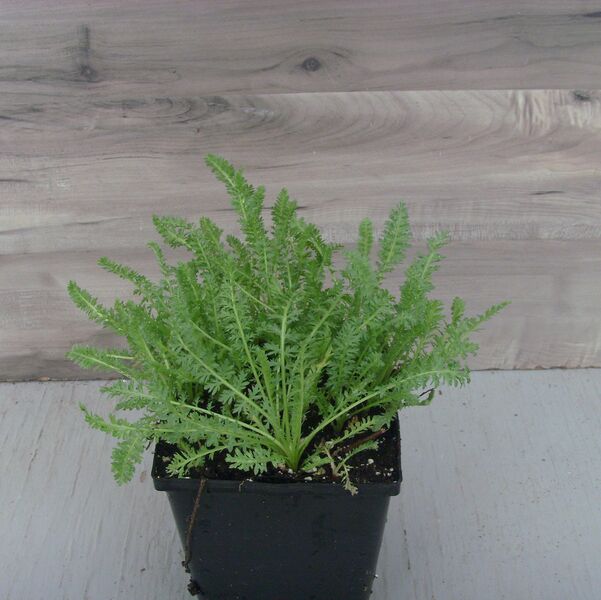 Sassy Summer Sangria: 5.5 inch pot
