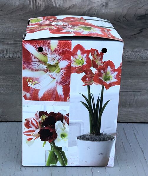 Red and White Kit: 6 inch pot