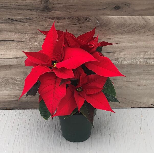 Beauty Red: 4 inch pot