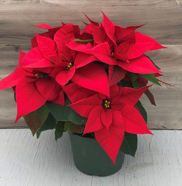 Beauty Red: 6.5 inch pot