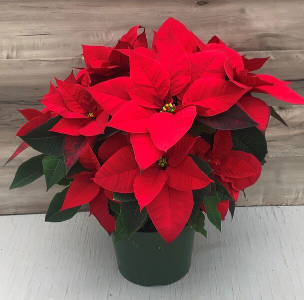 Beauty Red: 8 inch pot