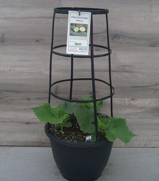Peticue: 12 inch Pot with Cage