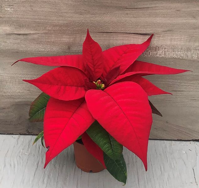 Christmas Cheer (Red): 2 inch pot