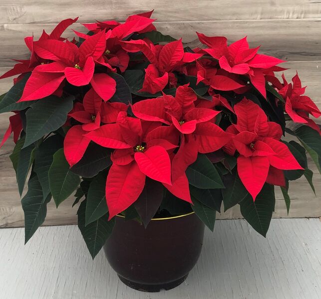 Christmas Wish (Red): 14 inch Planter