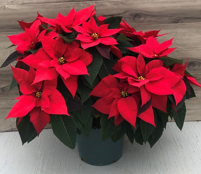 Christmas Wish (Red): 10 inch pot