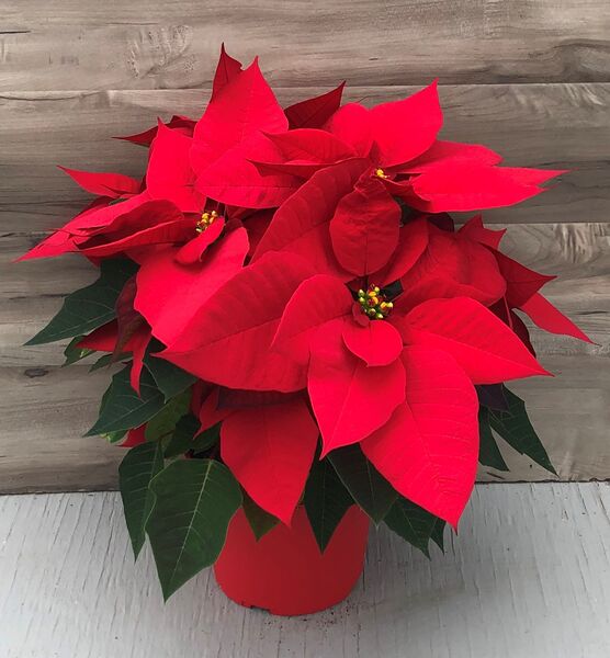 Christmas Wish (Red): 6.5 inch pot