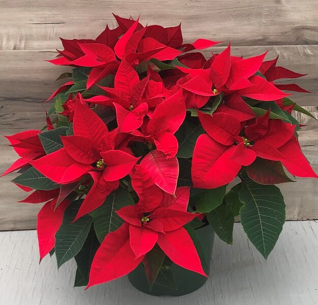 Christmas Wish (Red): 8 inch pot