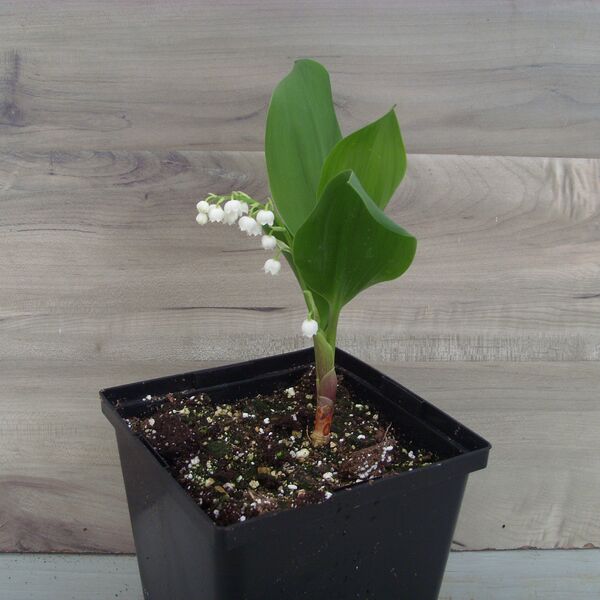 Lily of the Valley: 5.5 inch pot