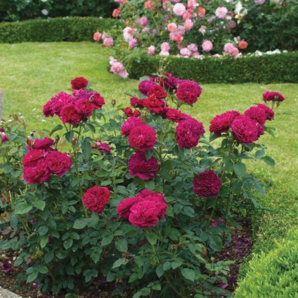 Darcy Bussell: 2 Gallon Pot