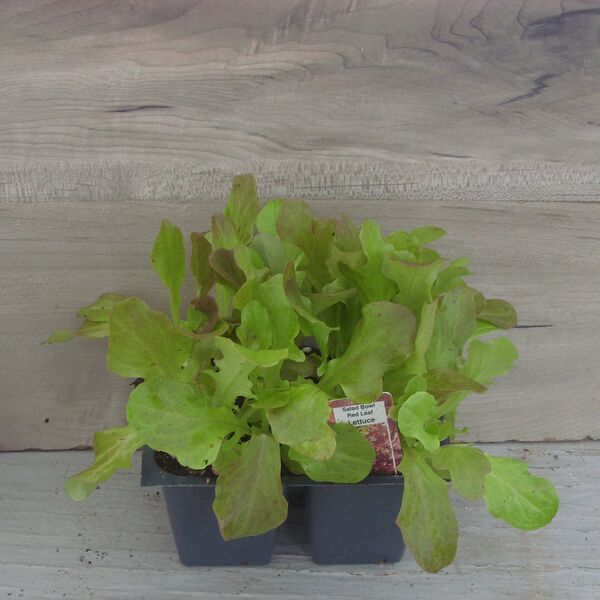 Red Salad Bowl (Ruby): Box (4 plants)