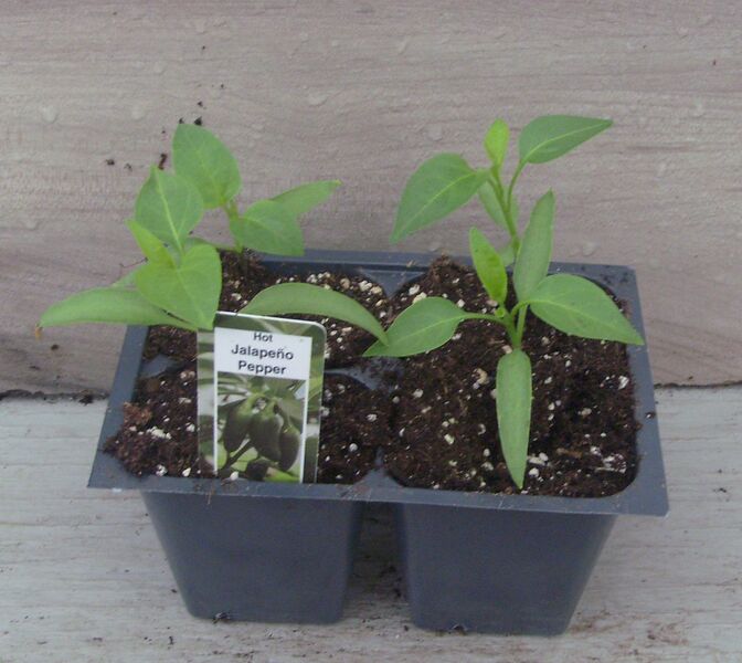 Jalapeno: Box (4 plants)