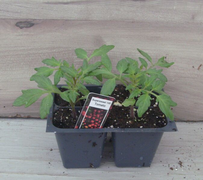 Super Sweet 100 - Cherry Tomato: Box (4 plants)