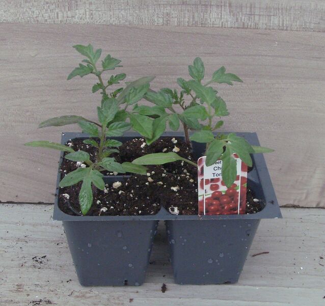 Sweet Million - Cherry Tomato: Box (4 plants)