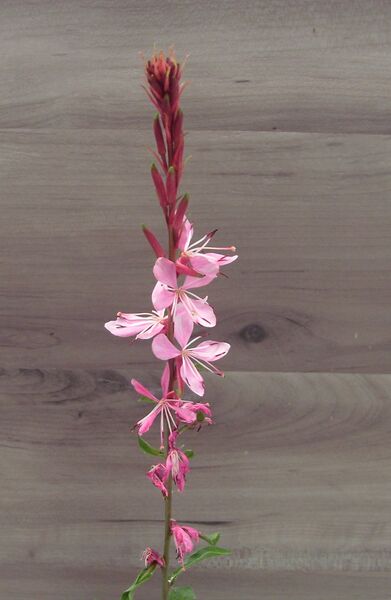Pink Fountain: 5.5 inch pot