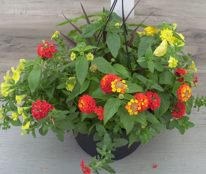 Orange Flame and Pot of Gold Mix in a Black Basket: 13 inch Hanger