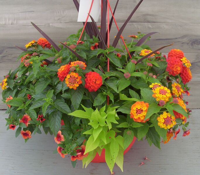 Orange Flame and Red Mix in a Red Basket: 13 inch Hanger