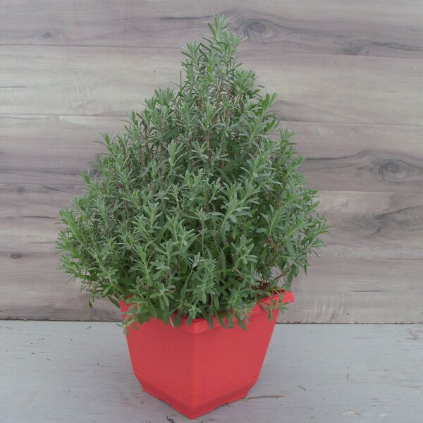 Lavender Christmas Tree: 8 inch Pot