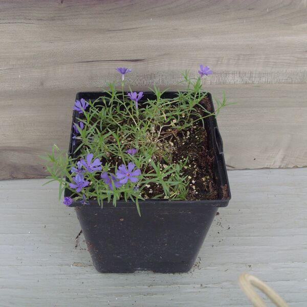 Violet Pinwheels - Creeping: 5.5 inch pot
