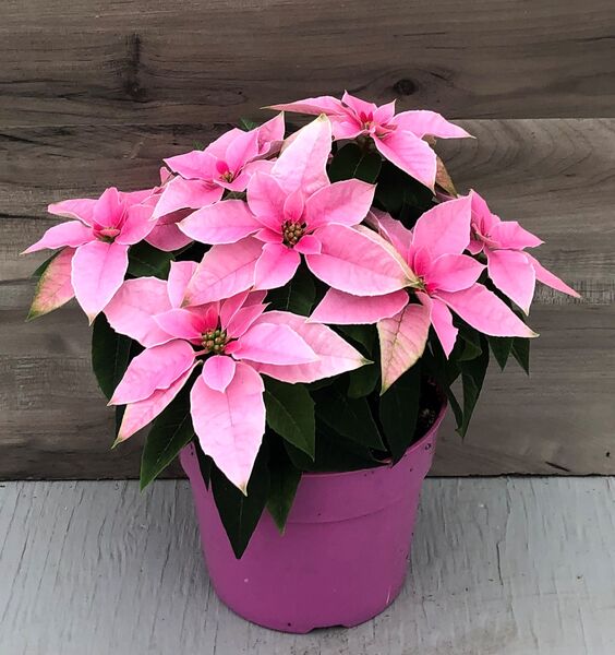 Princettia Light Pink: 6.5 inch pot