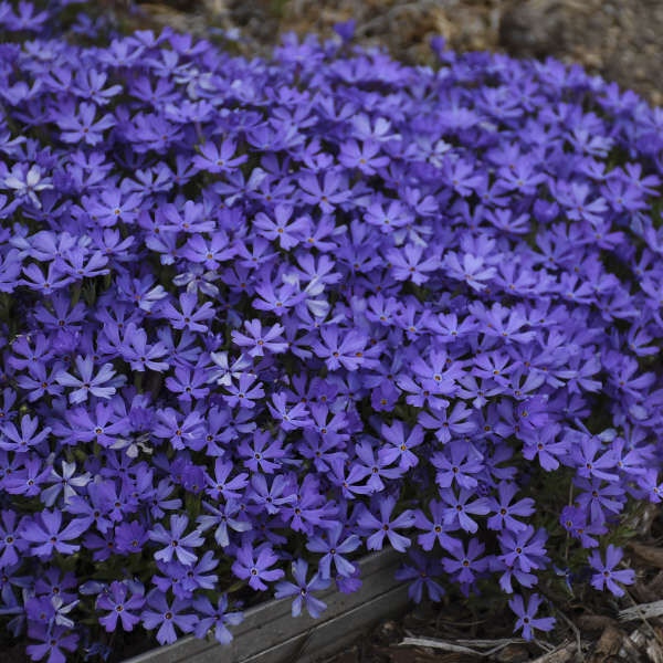 Violet Pinwheels - Creeping: 5.5 inch pot