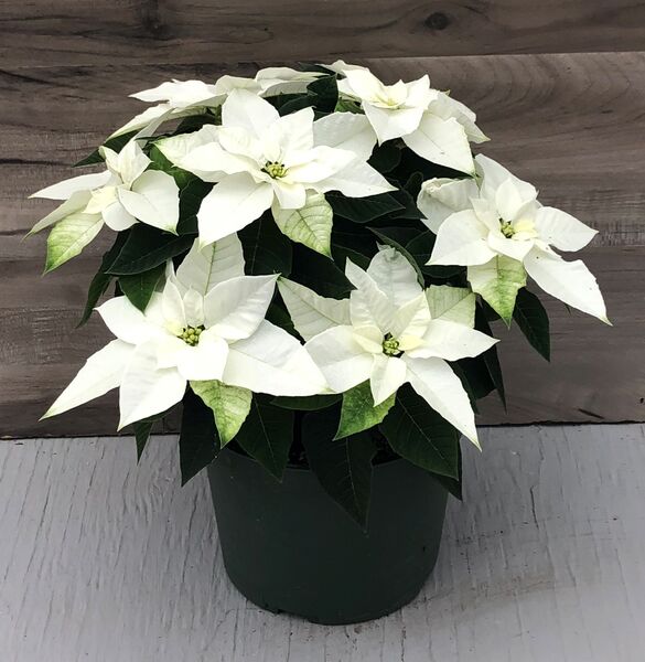 Princettia White: 6.5 inch pot
