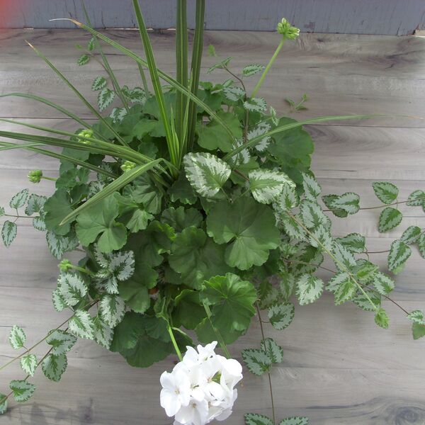 White with Lamiastrium and Spike: 12 inch Hanger