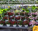 Sunshine Express Garden Centre photo 2