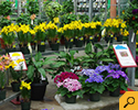 Sunshine Express Garden Centre photo 3