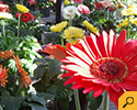 Sunshine Express Garden Centre photo 4