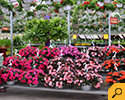 Sunshine Express Garden Centre photo 6