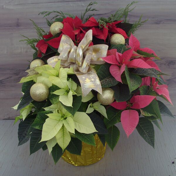 Evergreen Enhanced 10" Poinsettia Tricolour: Gold Pot Cover