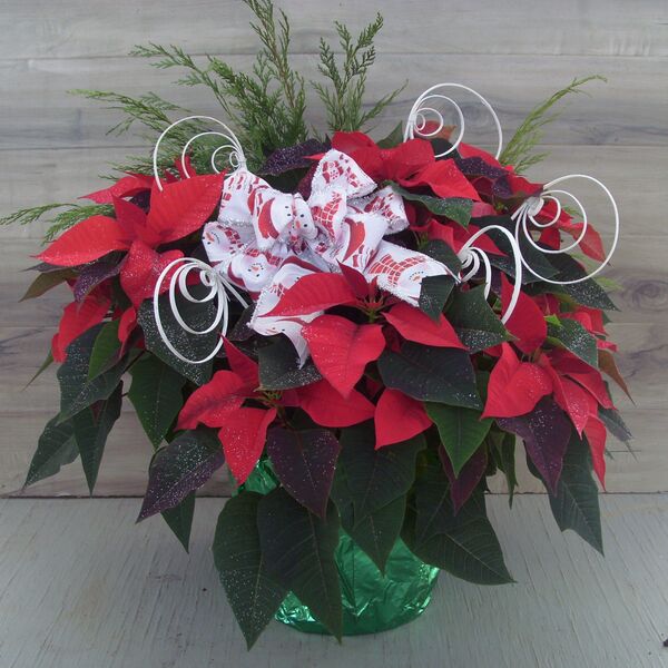 Evergreen Enhanced 10" Poinsettia Red w White Swirls: Green Pot Cover