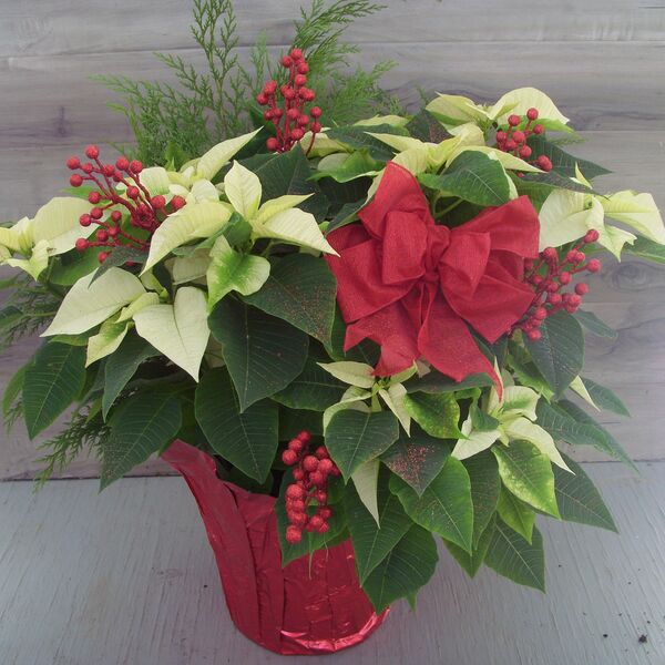 Evergreen Enhanced 10" Poinsettia White w Red bow: Red Pot Cover