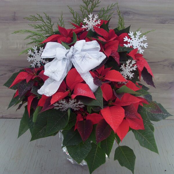 Evergreen Enhanced 10" Poinsettia Red w Snowflakes: Silver Pot Cover