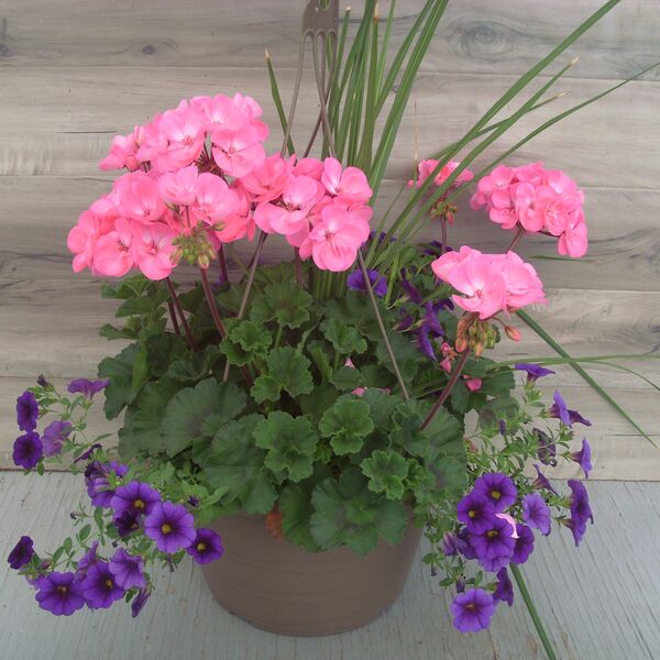 Pink with Calibrachoa Dark Blue and Spike - 11": 11 inch Hanger