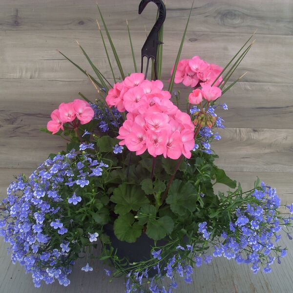 Pink with Lobelia Blue Bay and Spike - 11": 11 inch Hanger