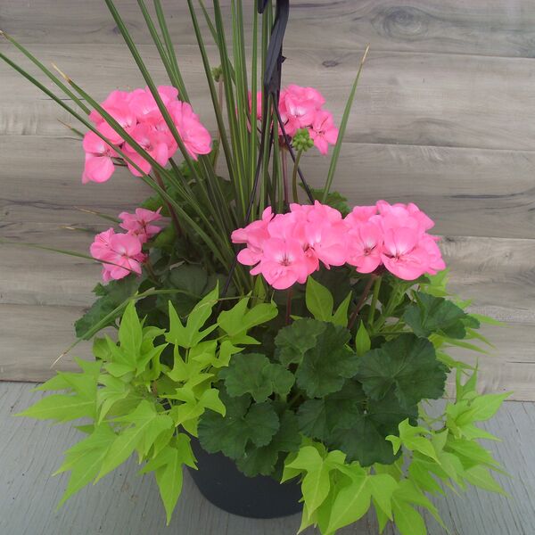 Pink with Lime Potato Vine and Spike - 12": 12 inch Hanger