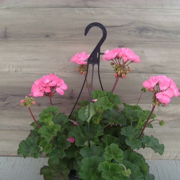 Pink (No Spike): 11 inch Hanger