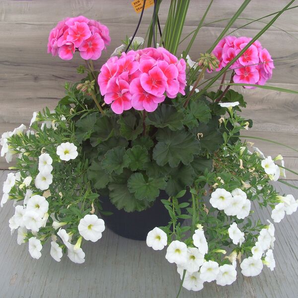 Purple Big Eye with Calibrachoa White and Spike - 11": 11 inch Hanger