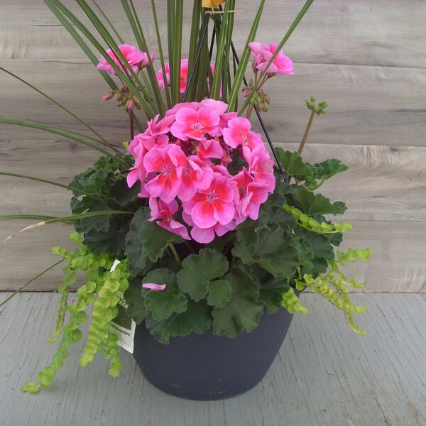 Purple Big Eye with Lysimachia and Spike - 11": 11 inch Hanger